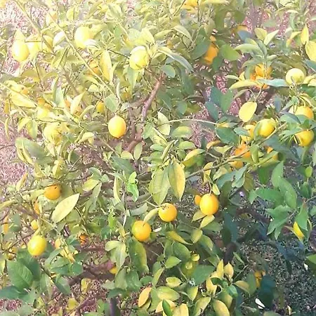 Jureta